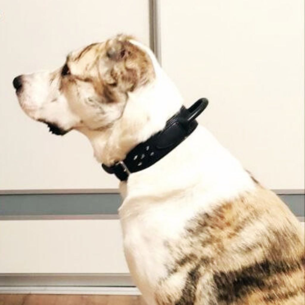 Round Handle Leather Dog Collar