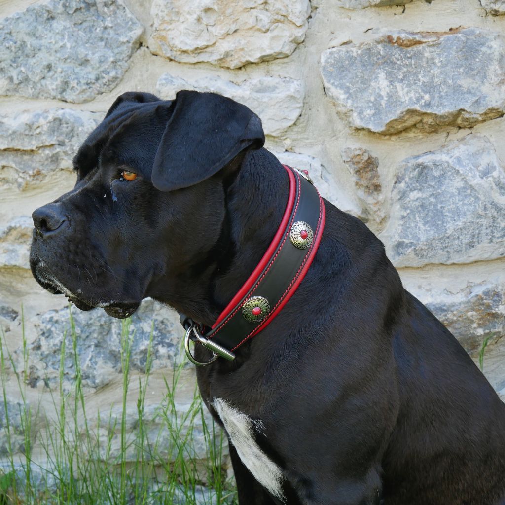 Luxury Designer Dog Collar Beige Leather & Red Stones 