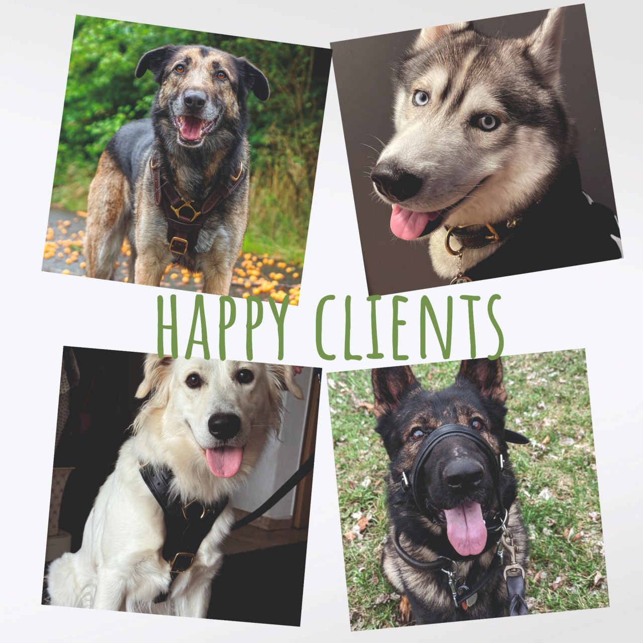 Christmas braided leather dog collar and leash set