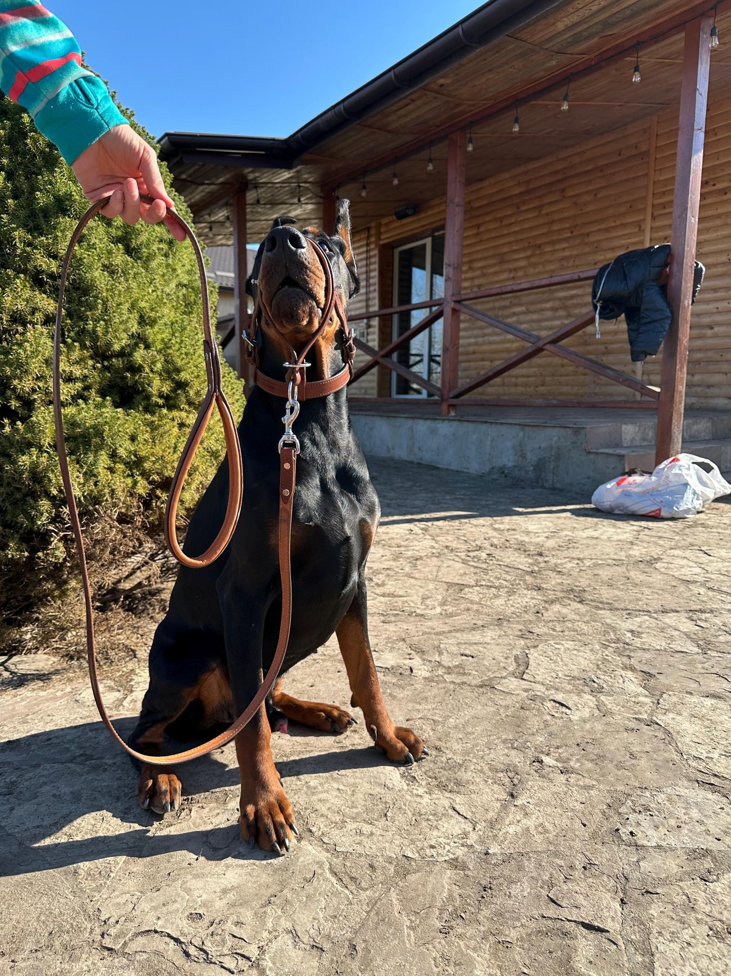 Leather Dog Walking Muzzle and Head Collar No Pull, Custom Face Harness for Large Dog, Cane Corso, Doberman, Mastiff, Pitbull, Great Dane