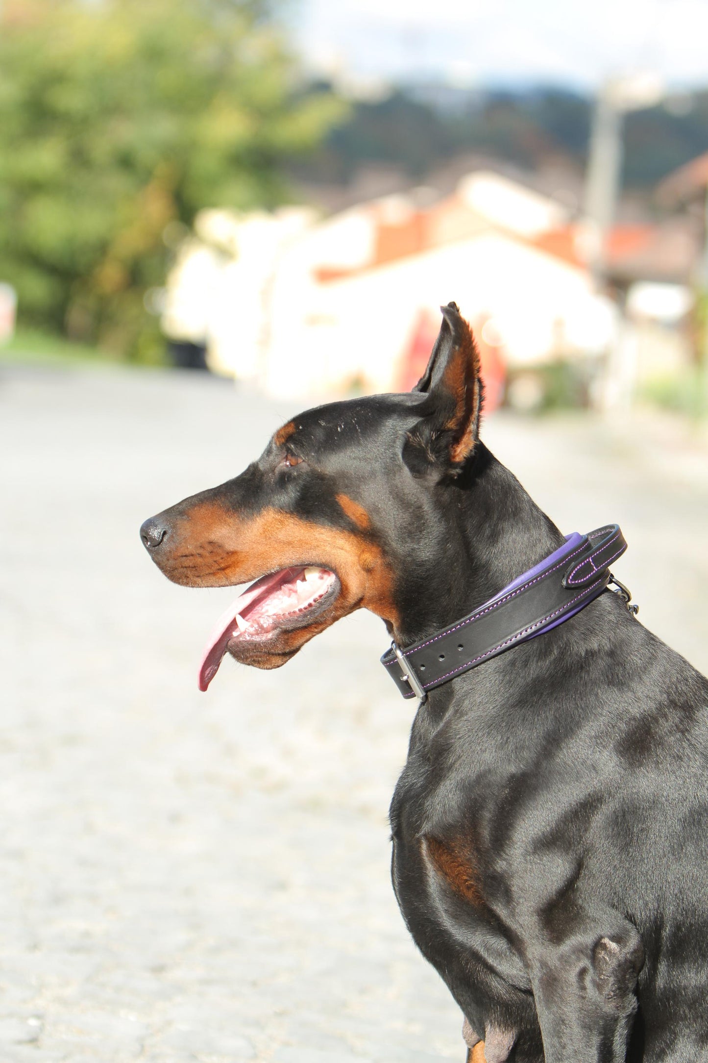 Handle Dog Collar Leather Wide Padded Purple