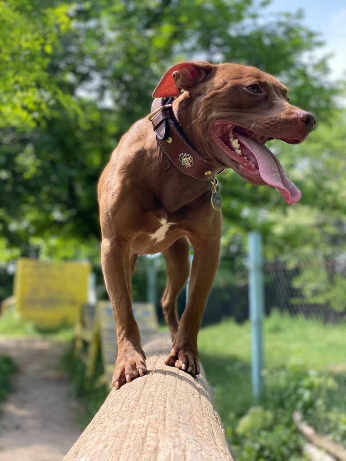 Dog Collar, Leather Dog Collar, Brown Leather Dog Collar, Decorated Dog Collar, Solid Brass Hardware Dog Collar, Stylish/Unique Dog Collar