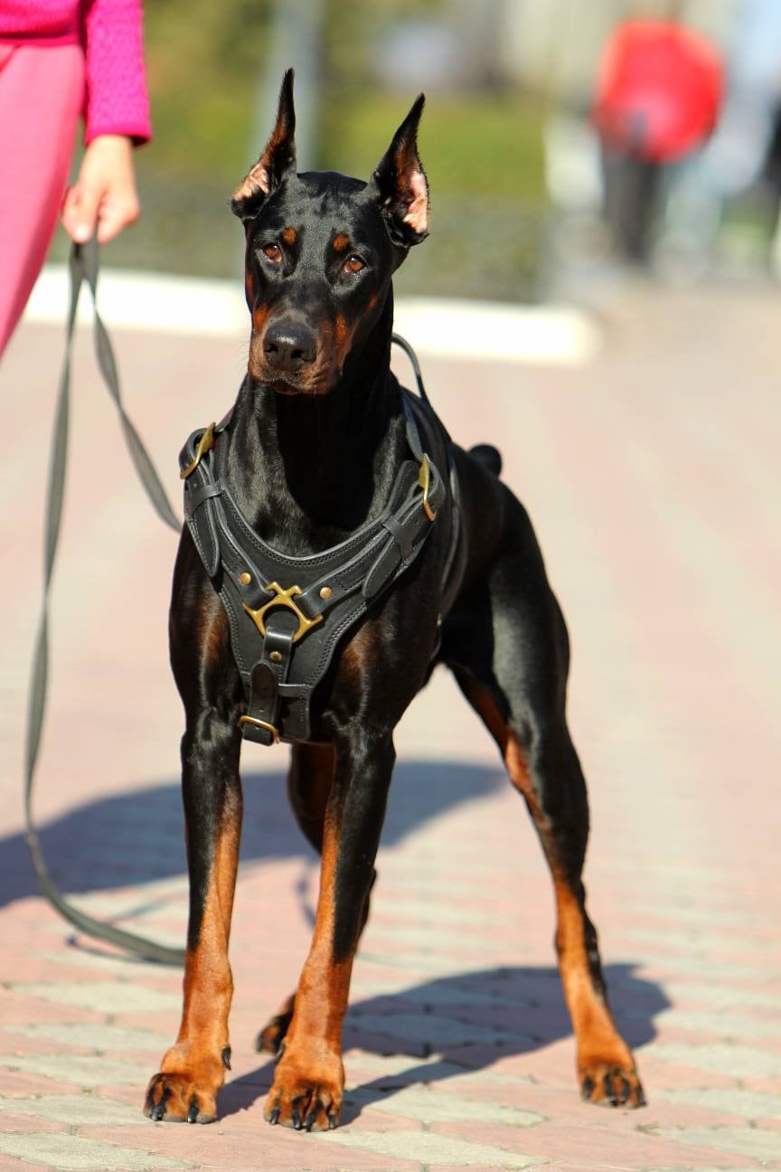 Leather Dog Harness with Handle