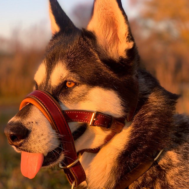 Enjoy your dog walking with leather head collar