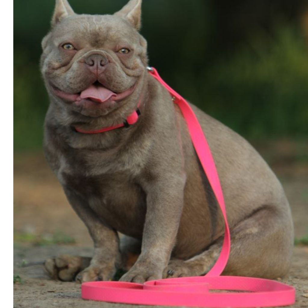 Pink Waterproof Dog Leash