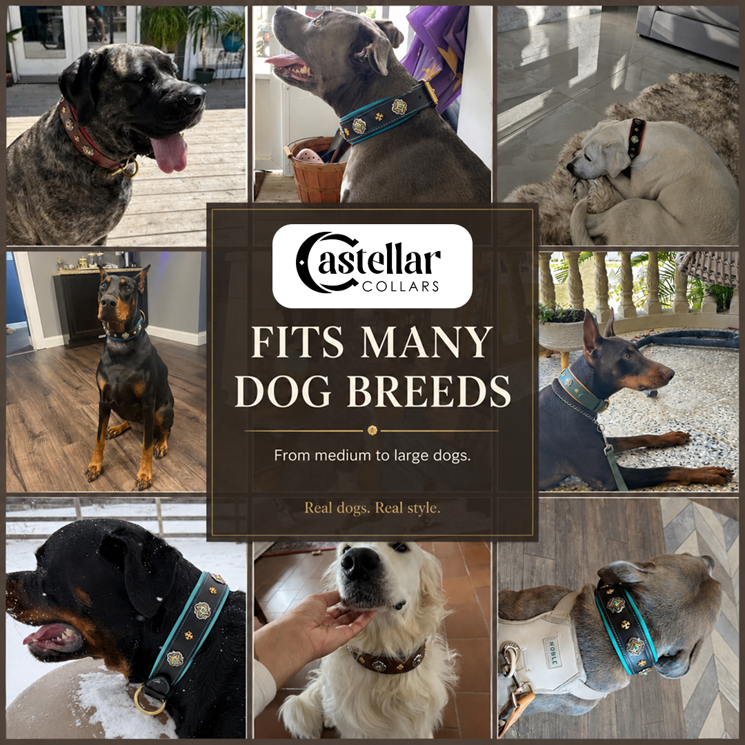Decorative Leather Dog Collar