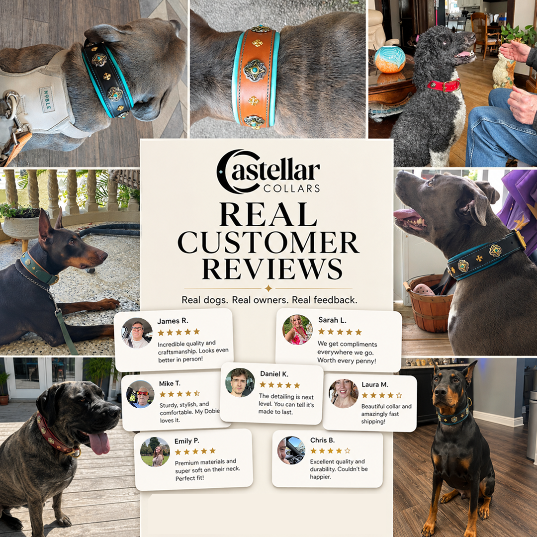 Decorative Leather Dog Collar