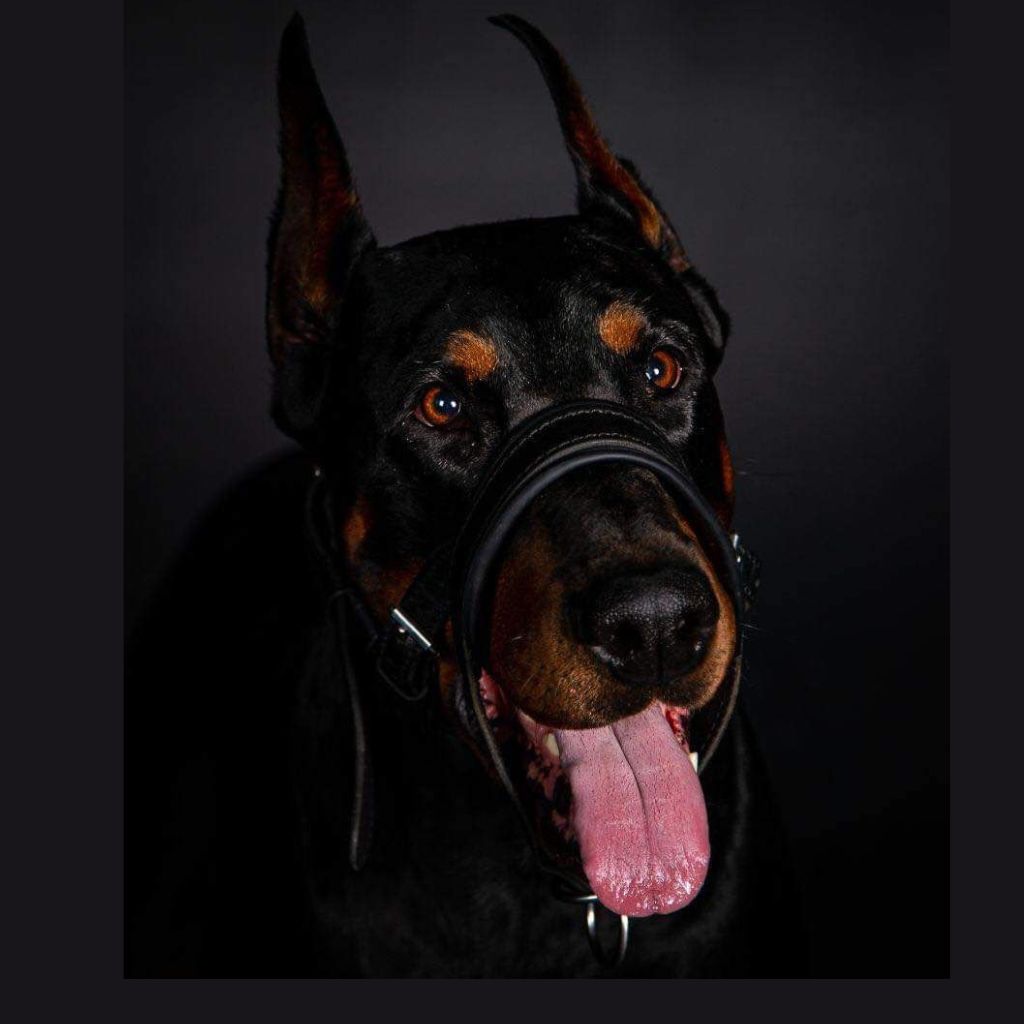 Leather Dog Head Collar No-Pull Walking