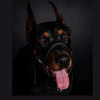 Leather Dog Head Collar No-Pull Walking