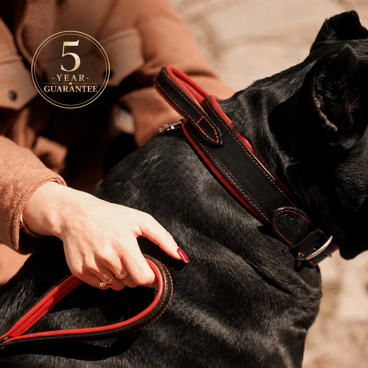 Handle Leather Dog Collar