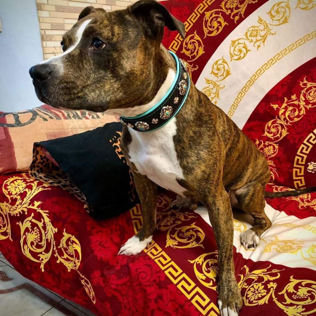 Turquoise Leather Dog Collar with Gold Rivets