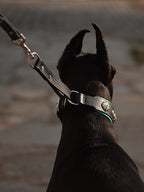 Leather Martingale Dog Collar for Large Dogs