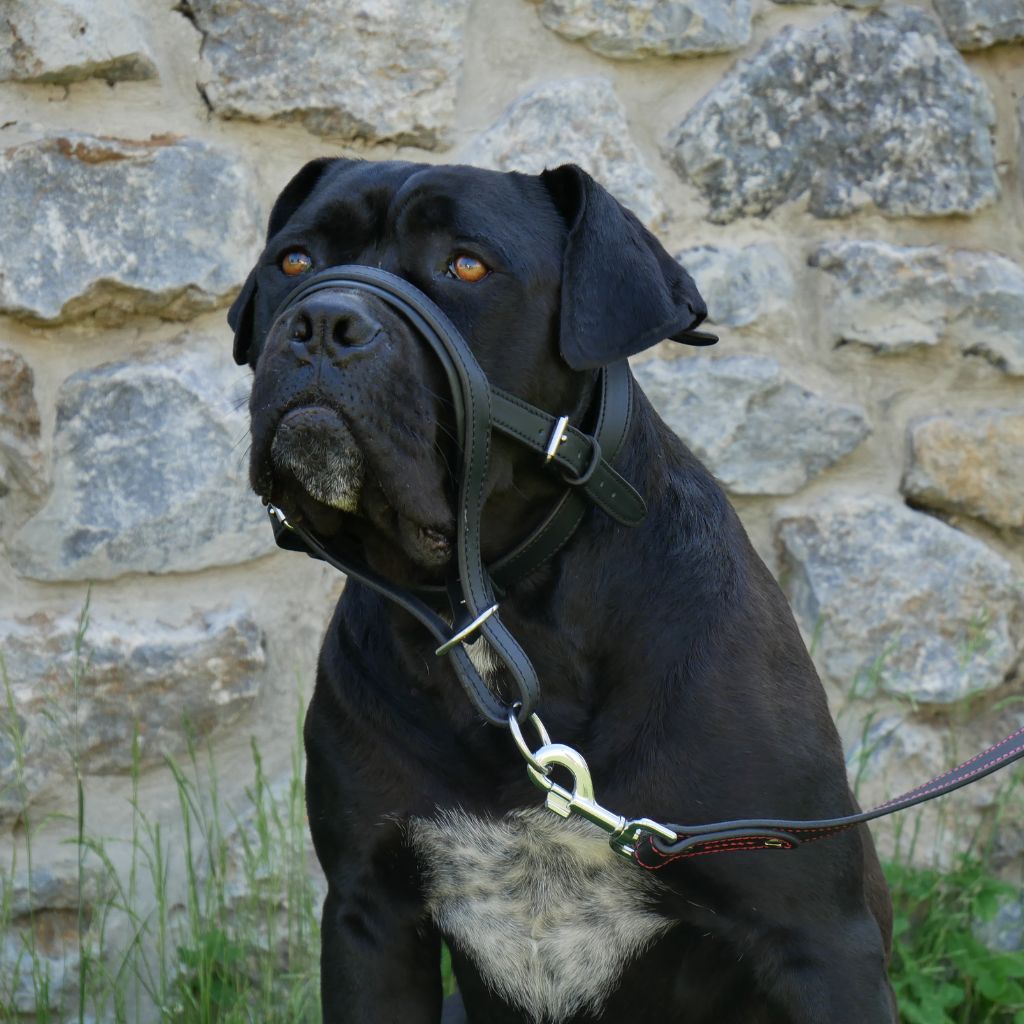 Leather Dog Head Collar No-Pull Walking