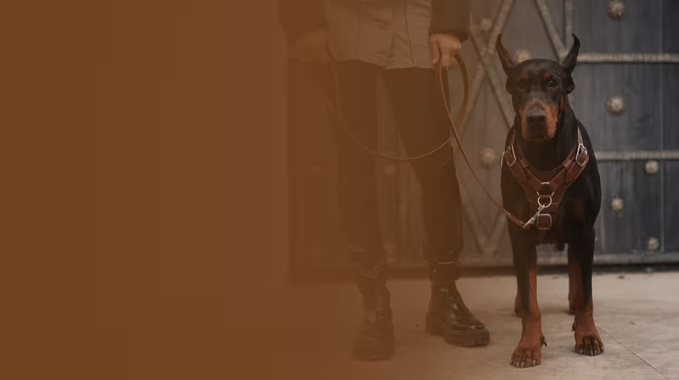 Castellar leather dog gear