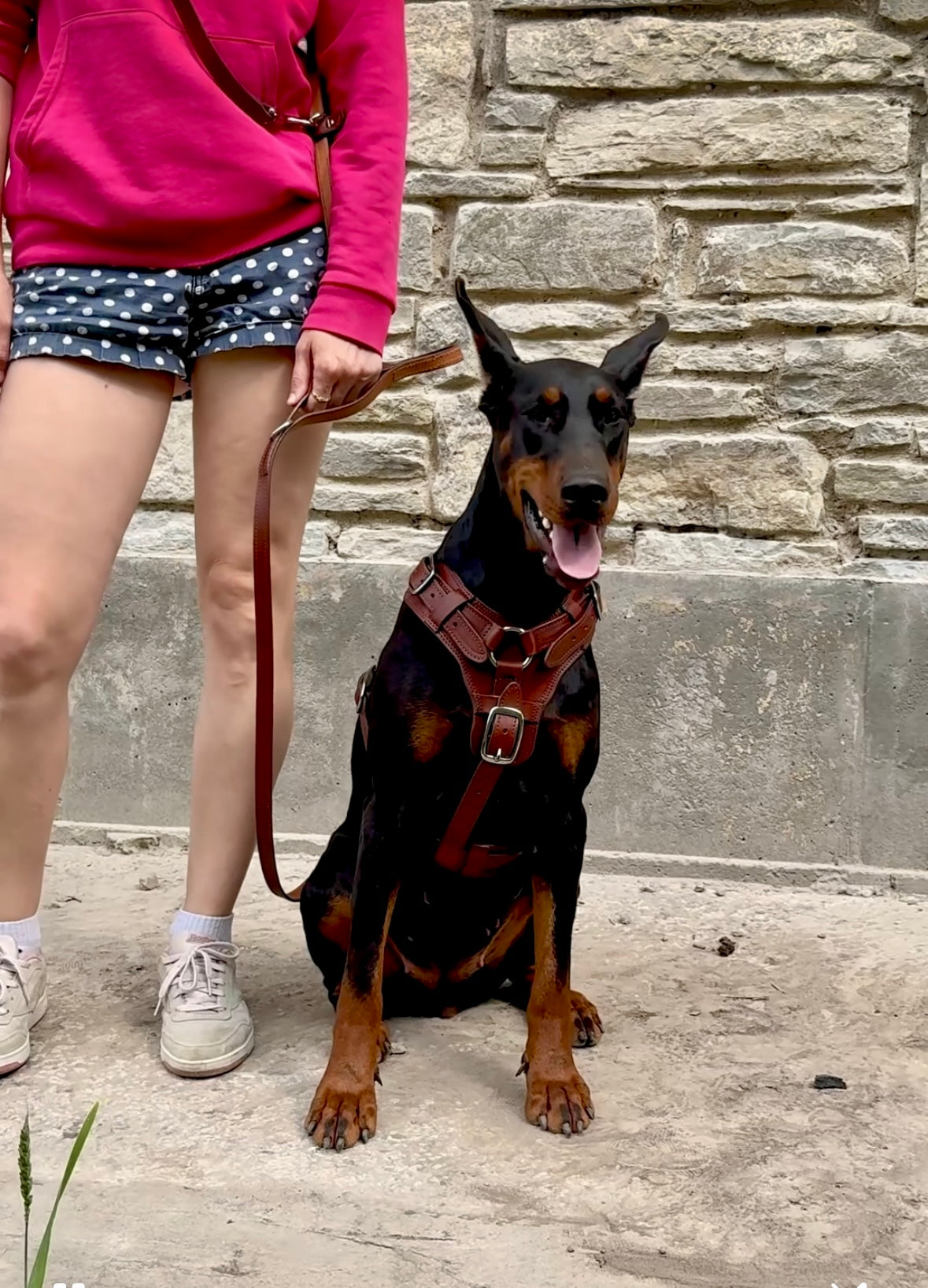 Brown Leather Dog Harness, Soft Padded, Comfortable Fit for Large Dogs