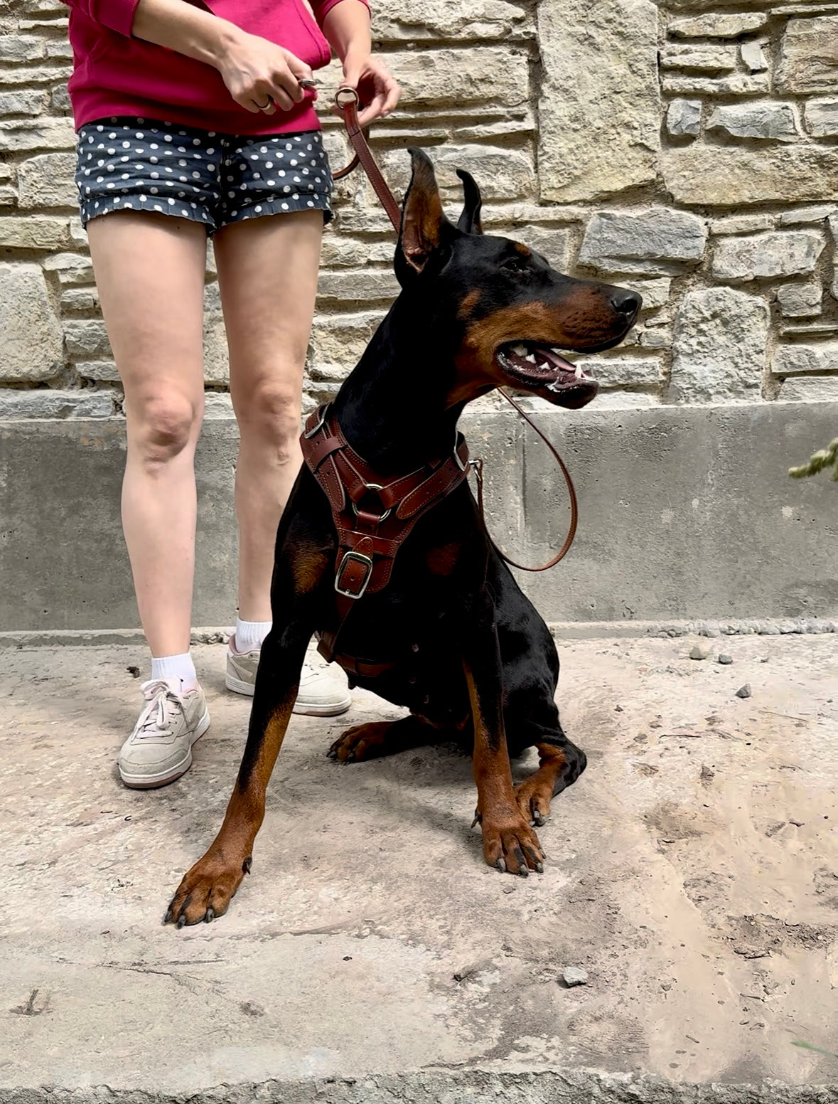 Brown Leather Dog Harness, Soft Padded, Comfortable Fit for Large Dogs