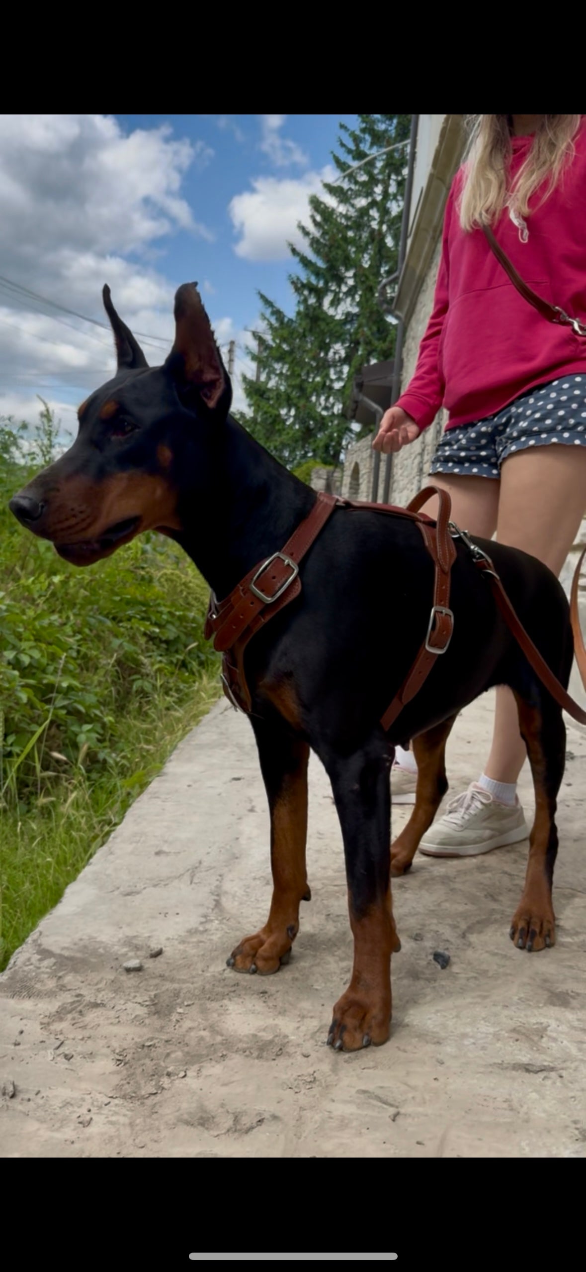 Leather Dog Harness and Leash Personalized Dog Harness Set