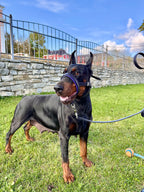 Leather No Pull Dog Head Collar