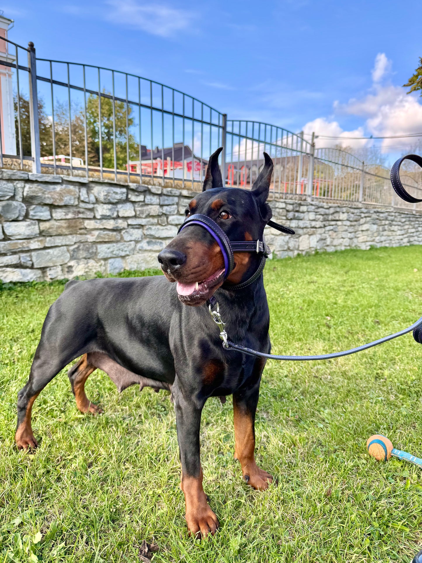 Leather Dog Head Collar, No Pull Head Halter, Adjustable Padded Headcollar for Medium & Large Dogs