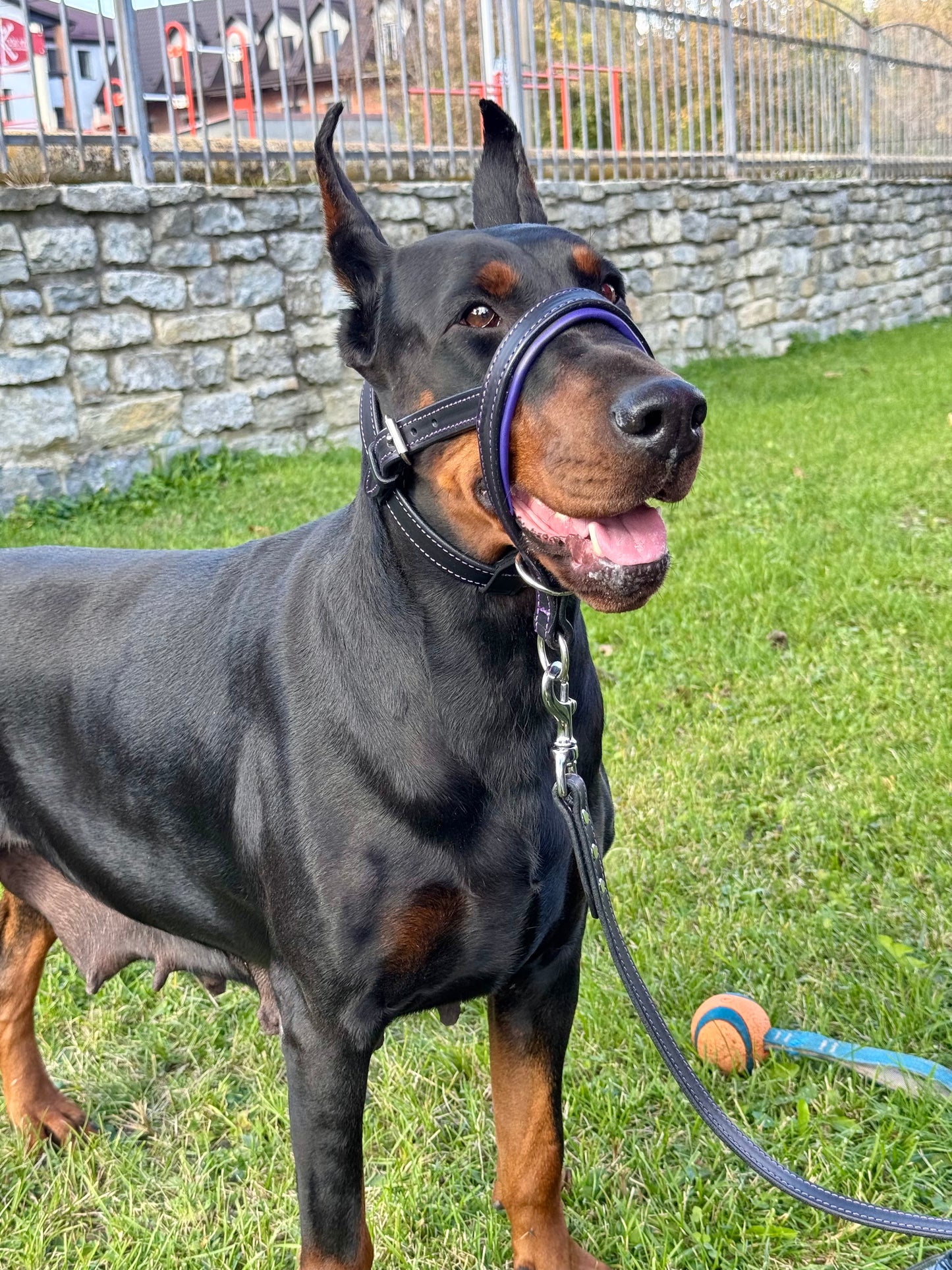 Leather Dog Head Collar, No Pull Head Halter, Adjustable Padded Headcollar for Medium & Large Dogs