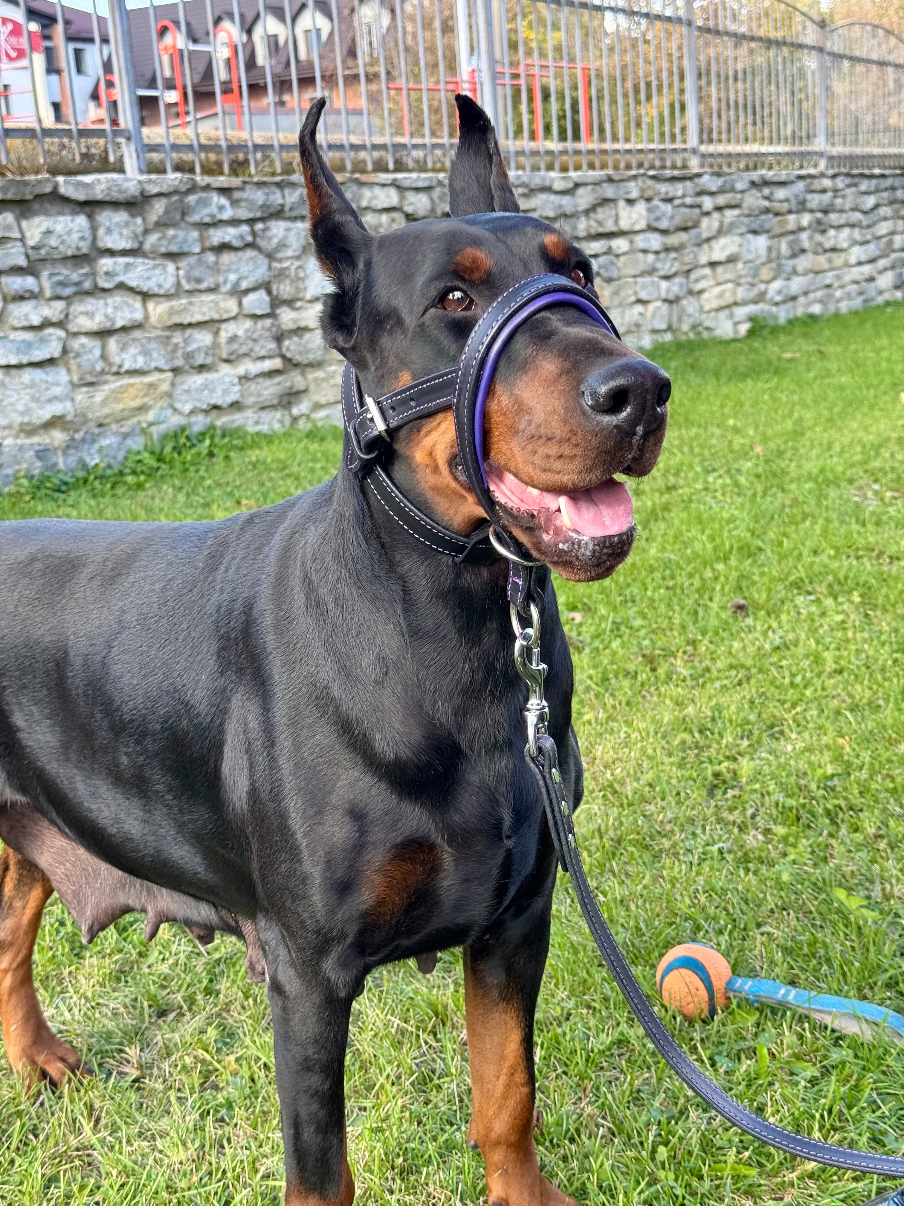 Leather No Pull Dog Head Collar