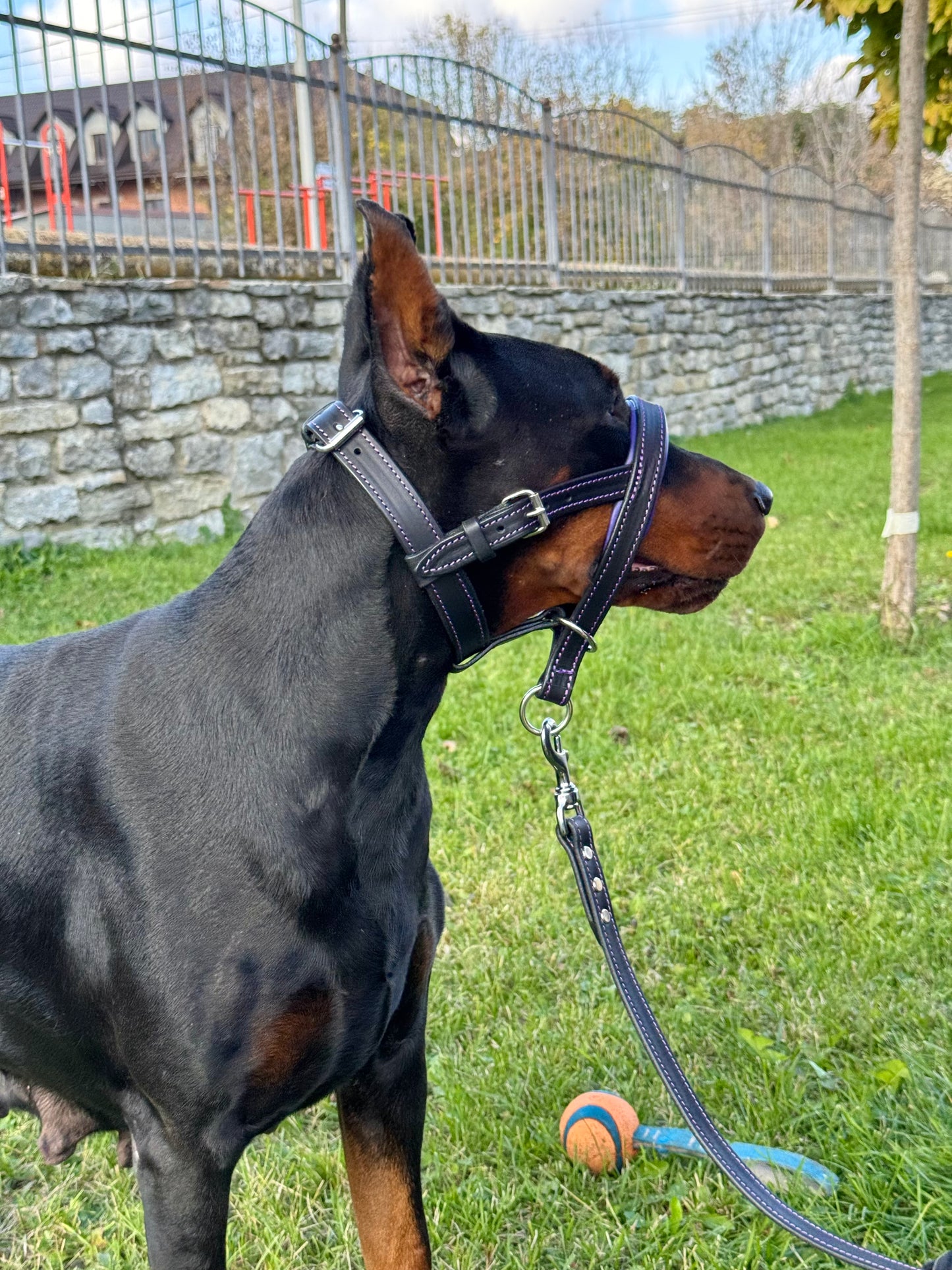 Leather Dog Head Collar, No Pull Head Halter, Adjustable Padded Headcollar for Medium & Large Dogs