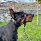 Leather No Pull Dog Head Collar
