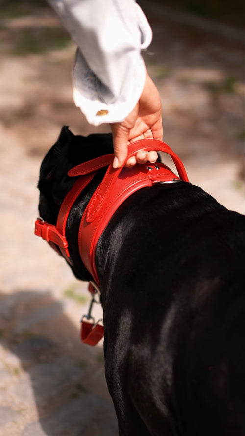 Comfort Edition – Red Leather Dog Collar with Control Handle