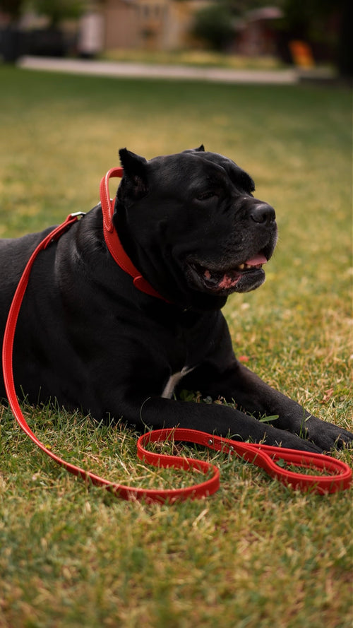 Comfort Edition – Red Leather Dog Leash with Padded Handle