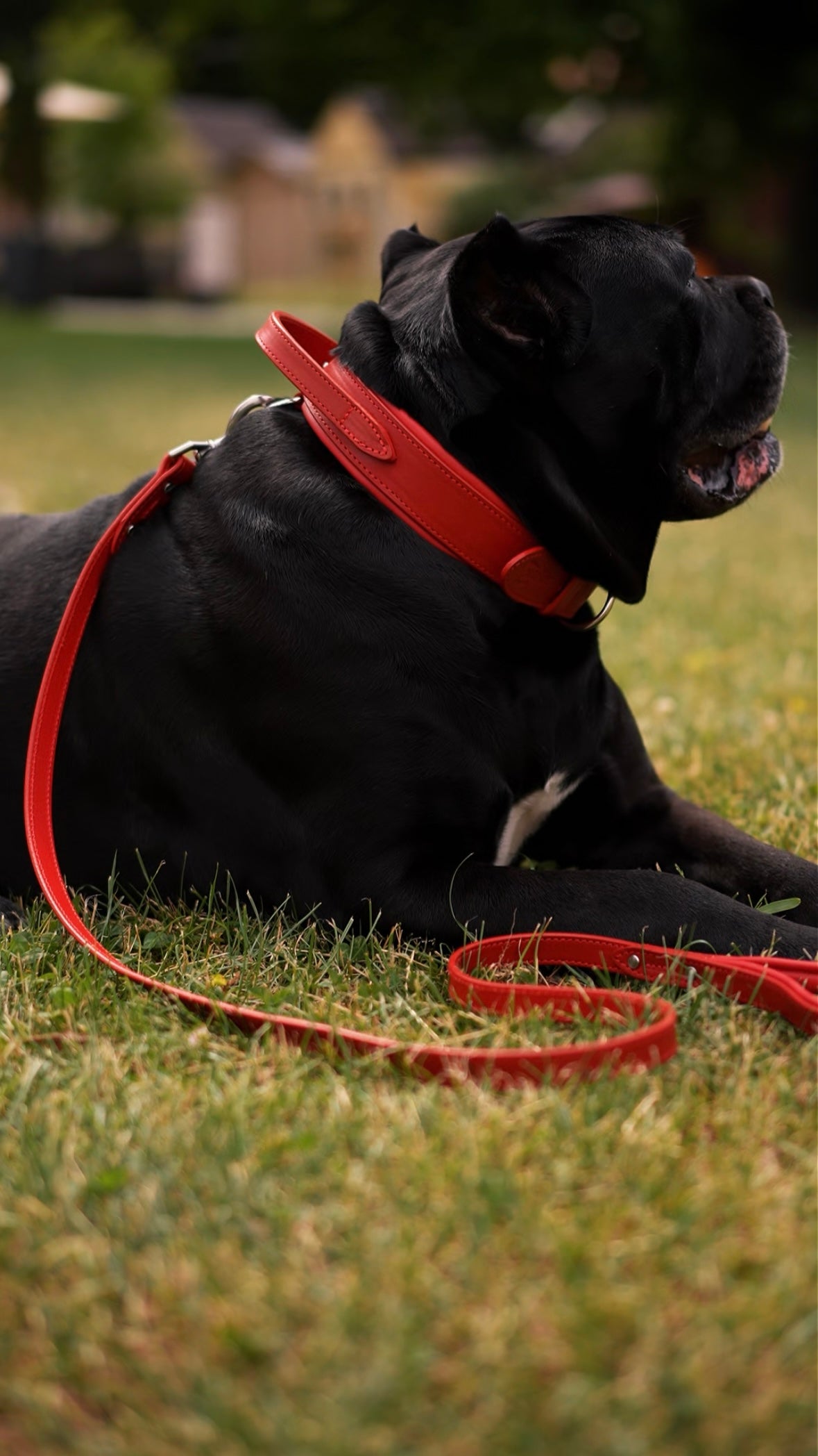 Handle Leather Dog Collar