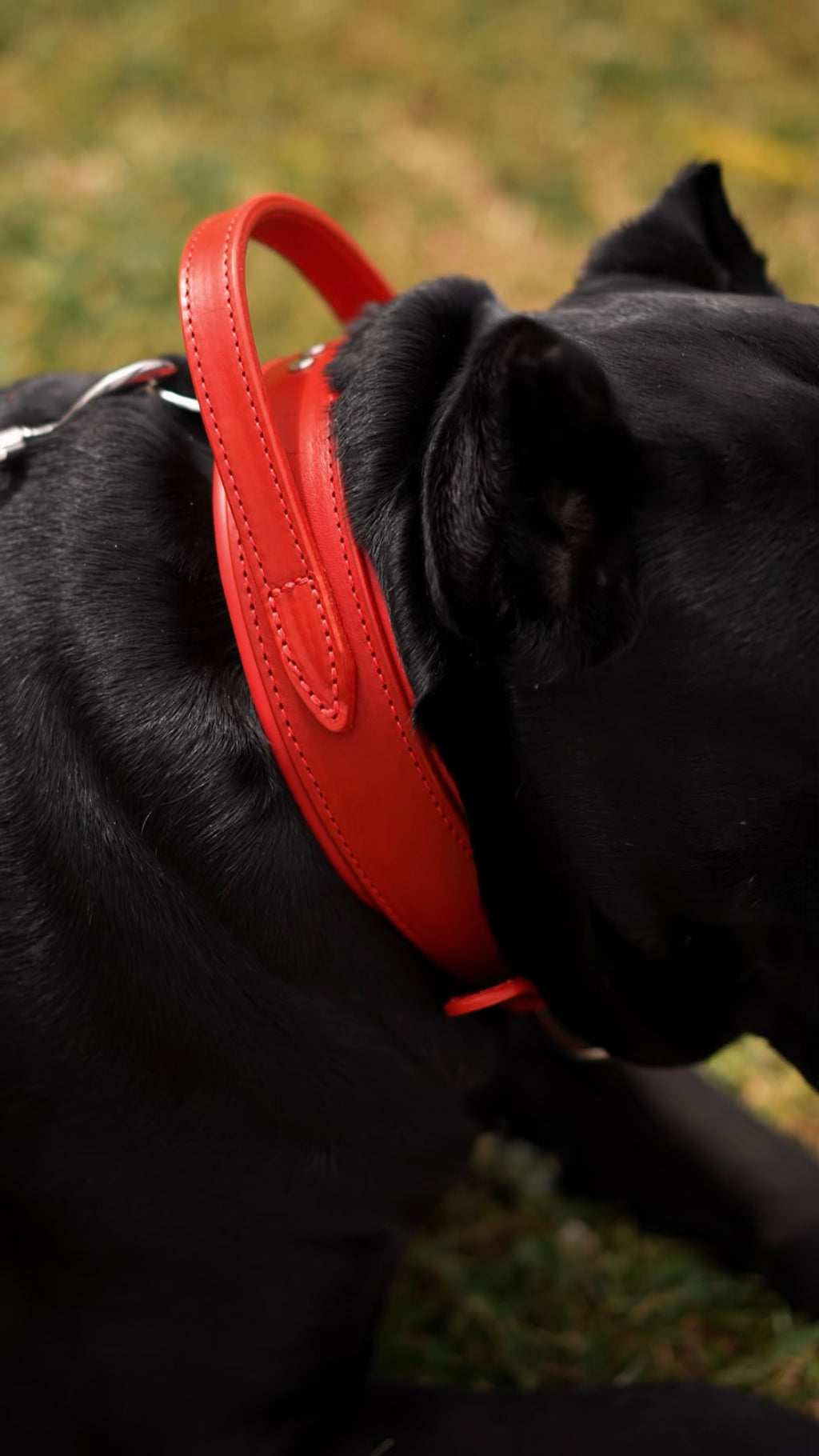 Comfort Edition – Red Leather Dog Collar with Control Handle