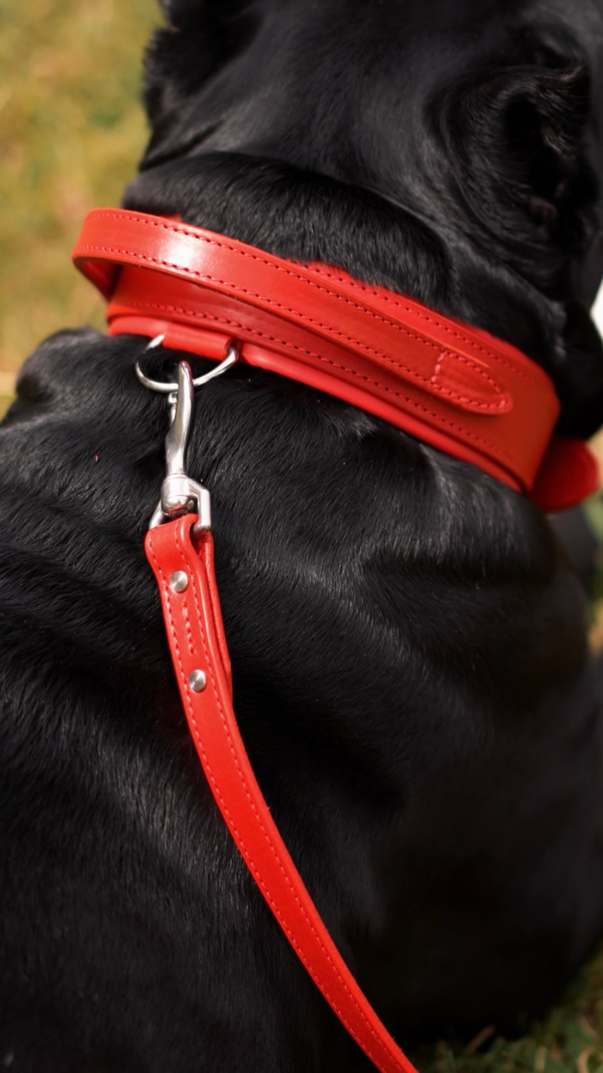 Castellar handle leather dog collar