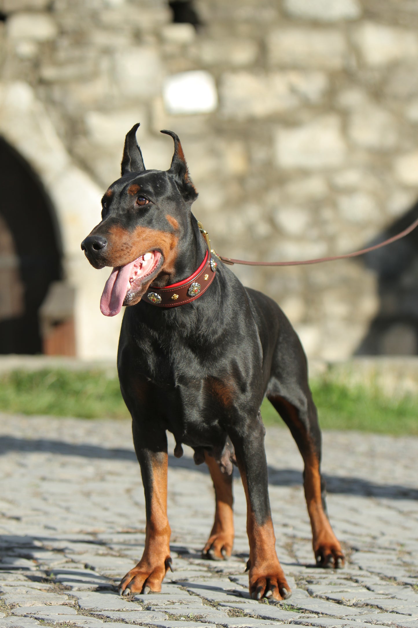 Red Stones Leather Dog Collar