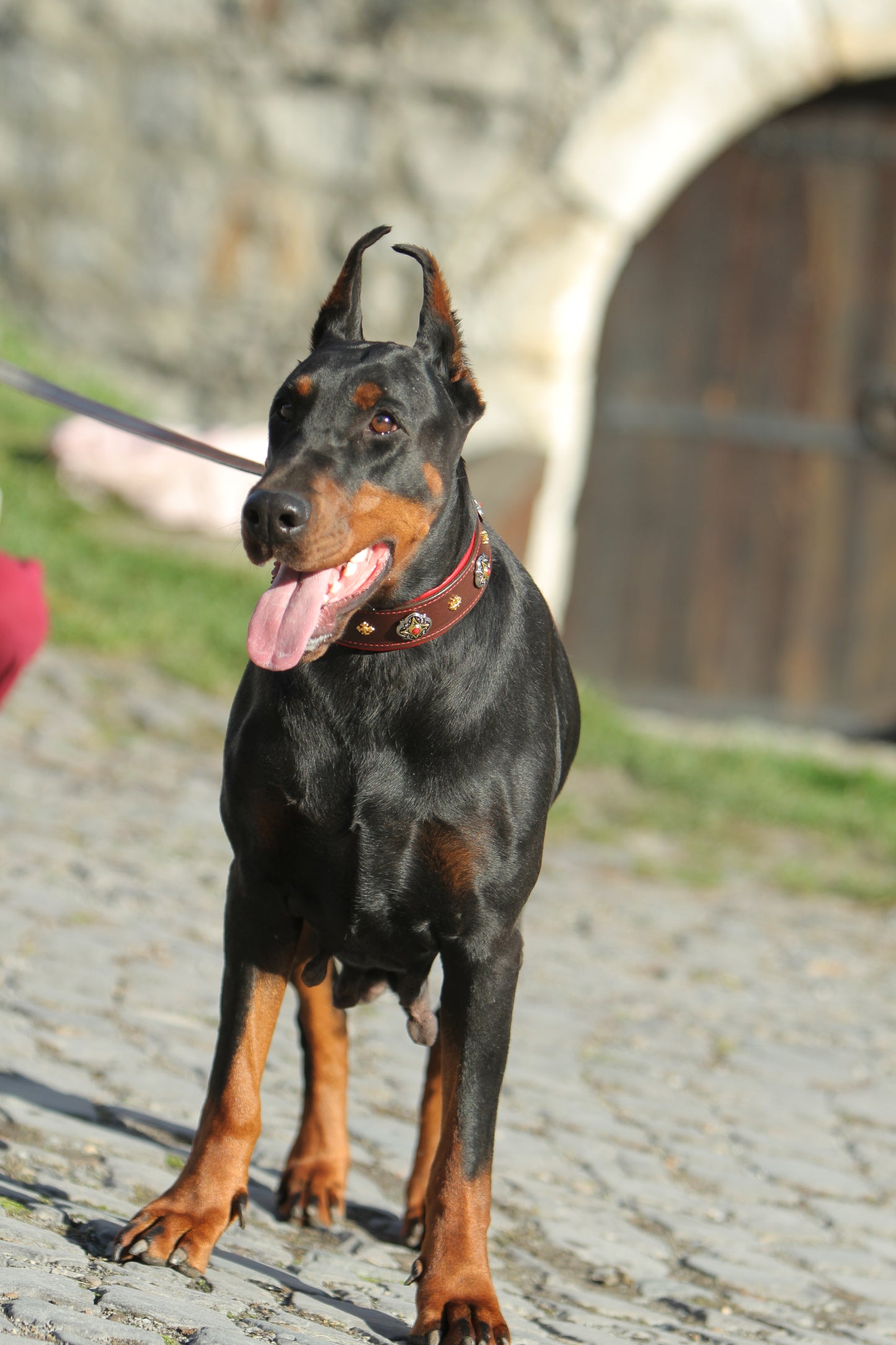 Red Stones Leather Dog Collar