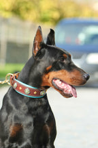 Brown Leather Dog Collar with Turquoise Soft Padding