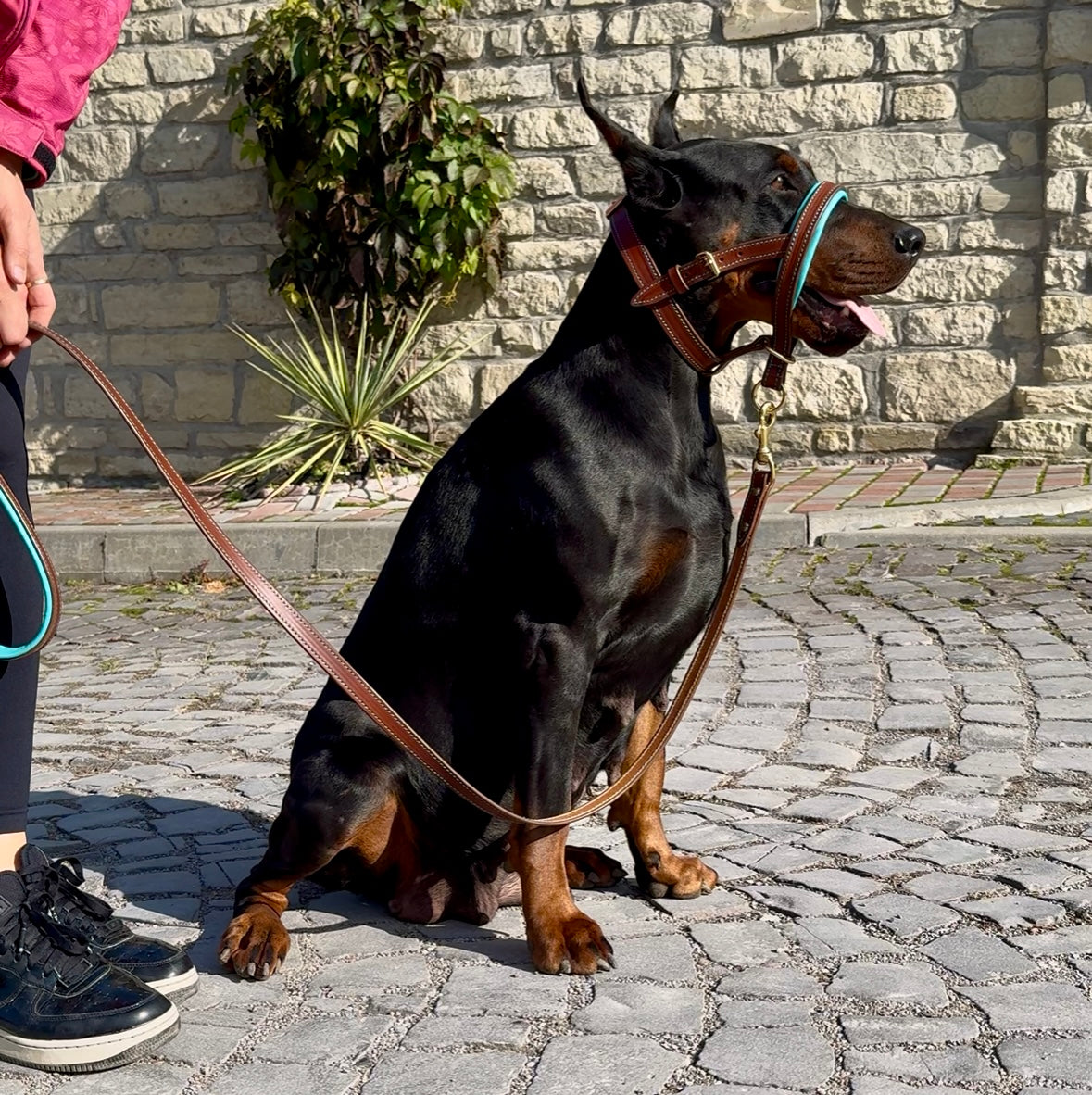Brown Leather Dog Collar with Turquoise Soft Padding