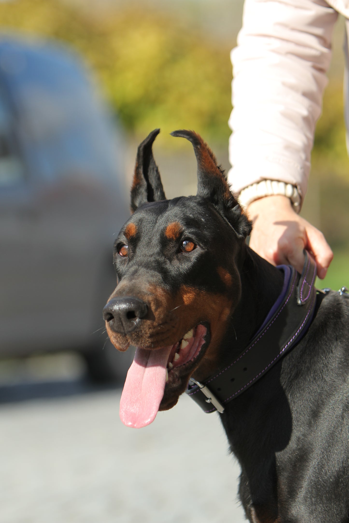 Leather Dog Collar with Handle and Leash Set, Black Leather with Purple Padding