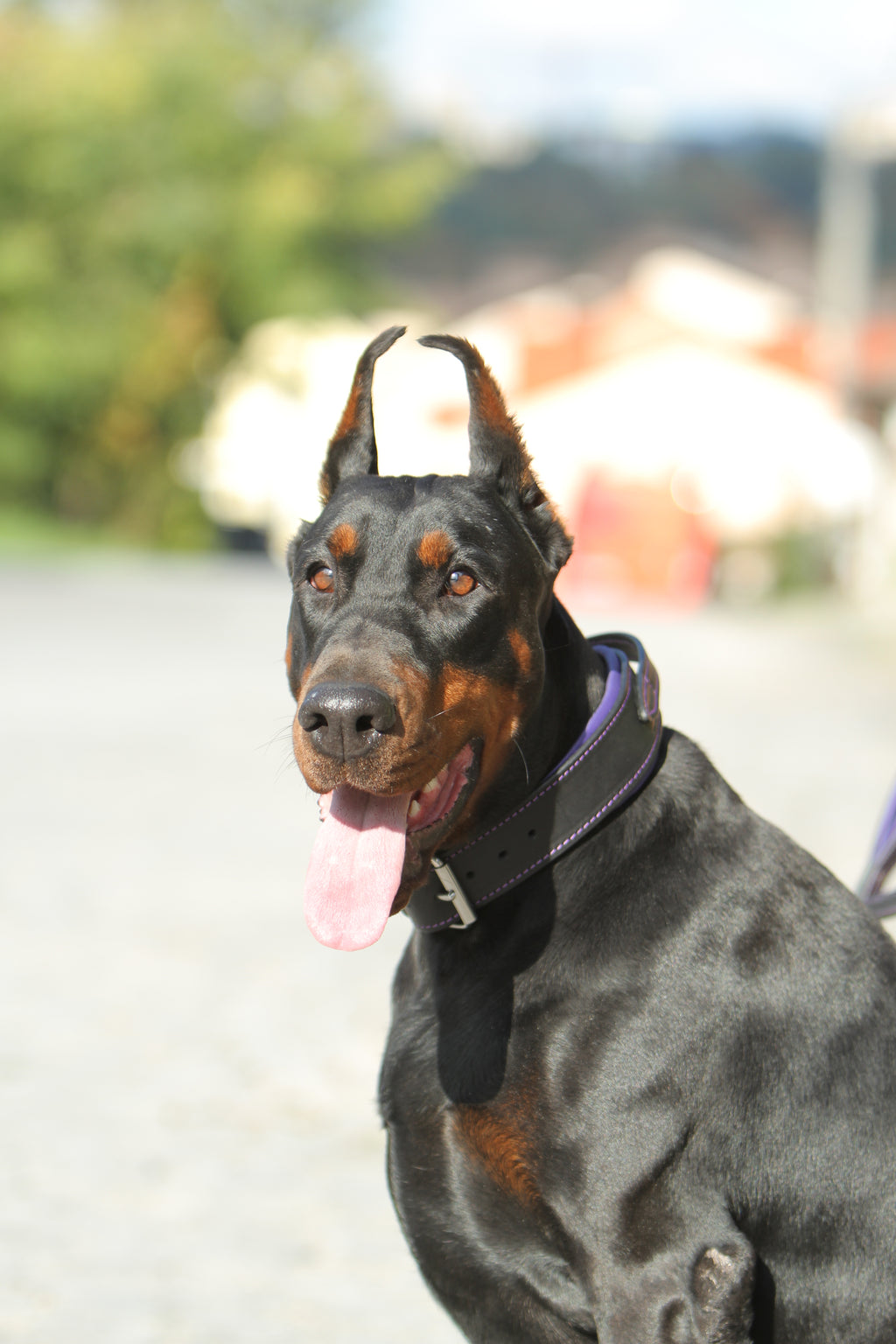 Padded Leather Dog Collar with Handle