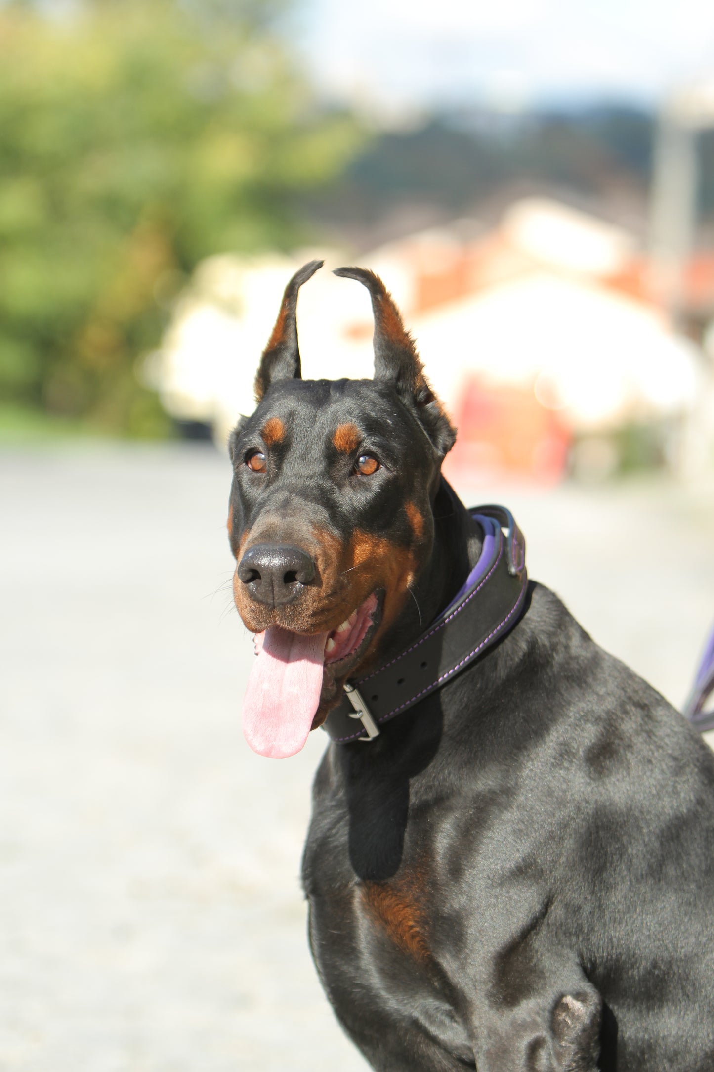 Leather Dog Collar with Handle and Leash Set, Black Leather with Purple Padding