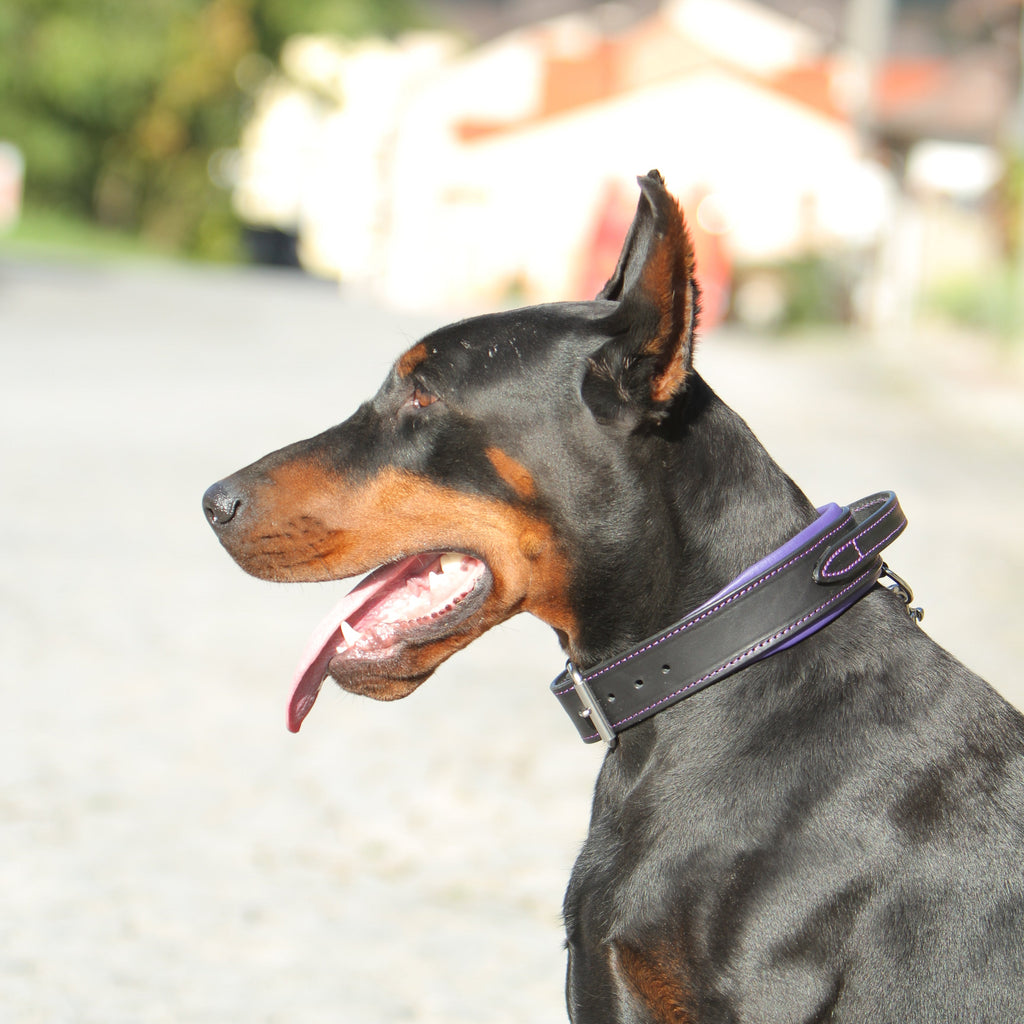 Padded Leather Dog Collar with Handle