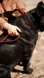 Castellar Leash with Soft Padded Handle
