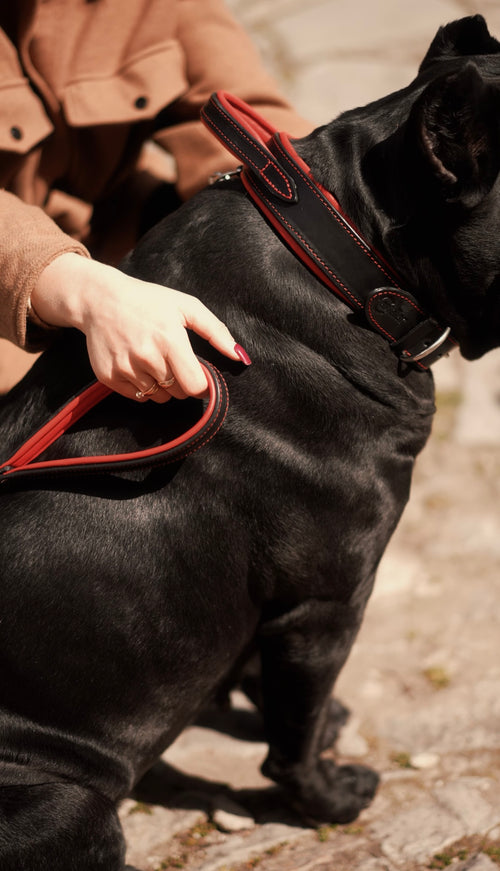 Castellar Leash with Soft Padded Handle