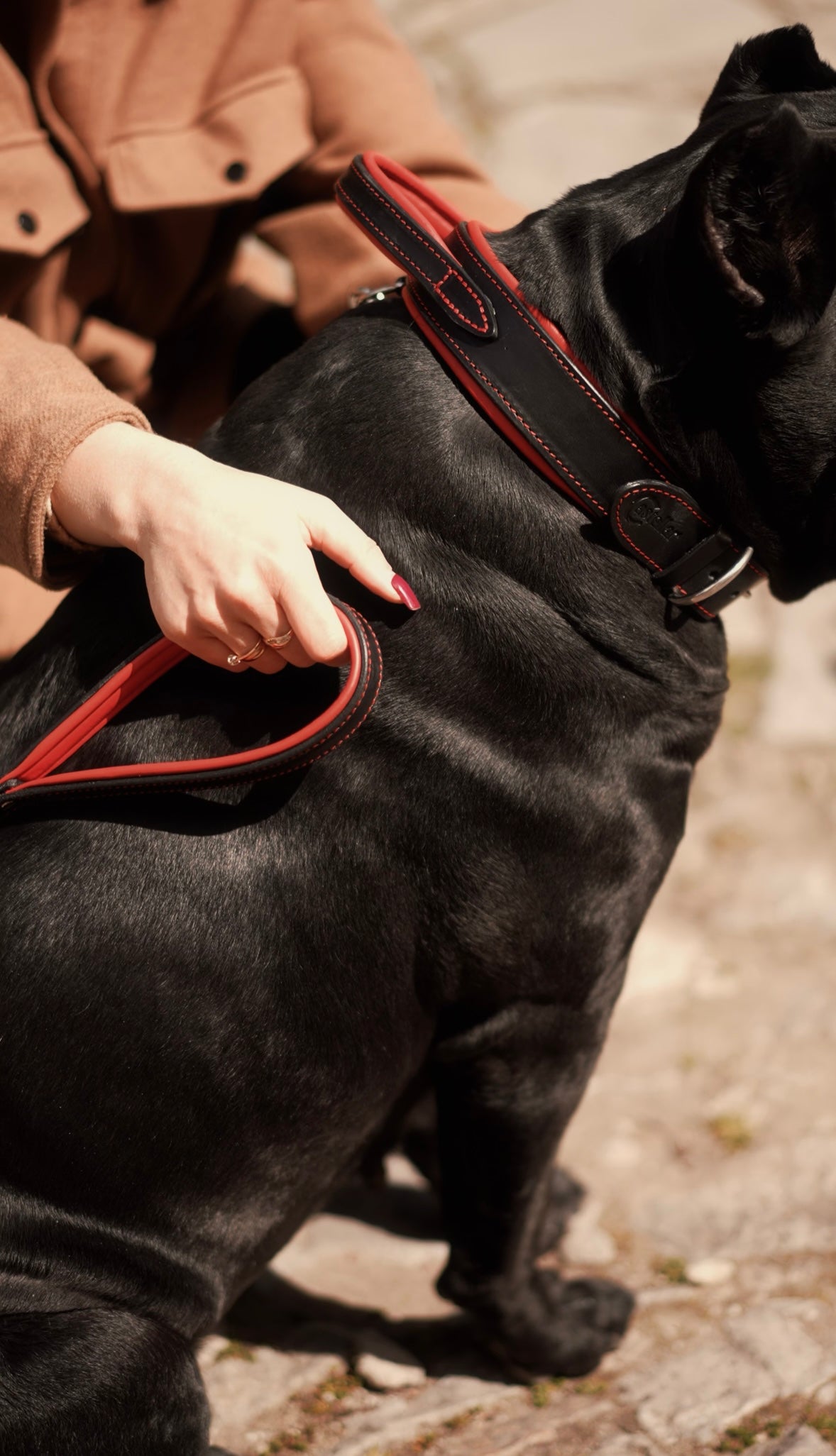 Padded Handle Leather Dog Collar for Large Breeds | Heavy-Duty Training & Control