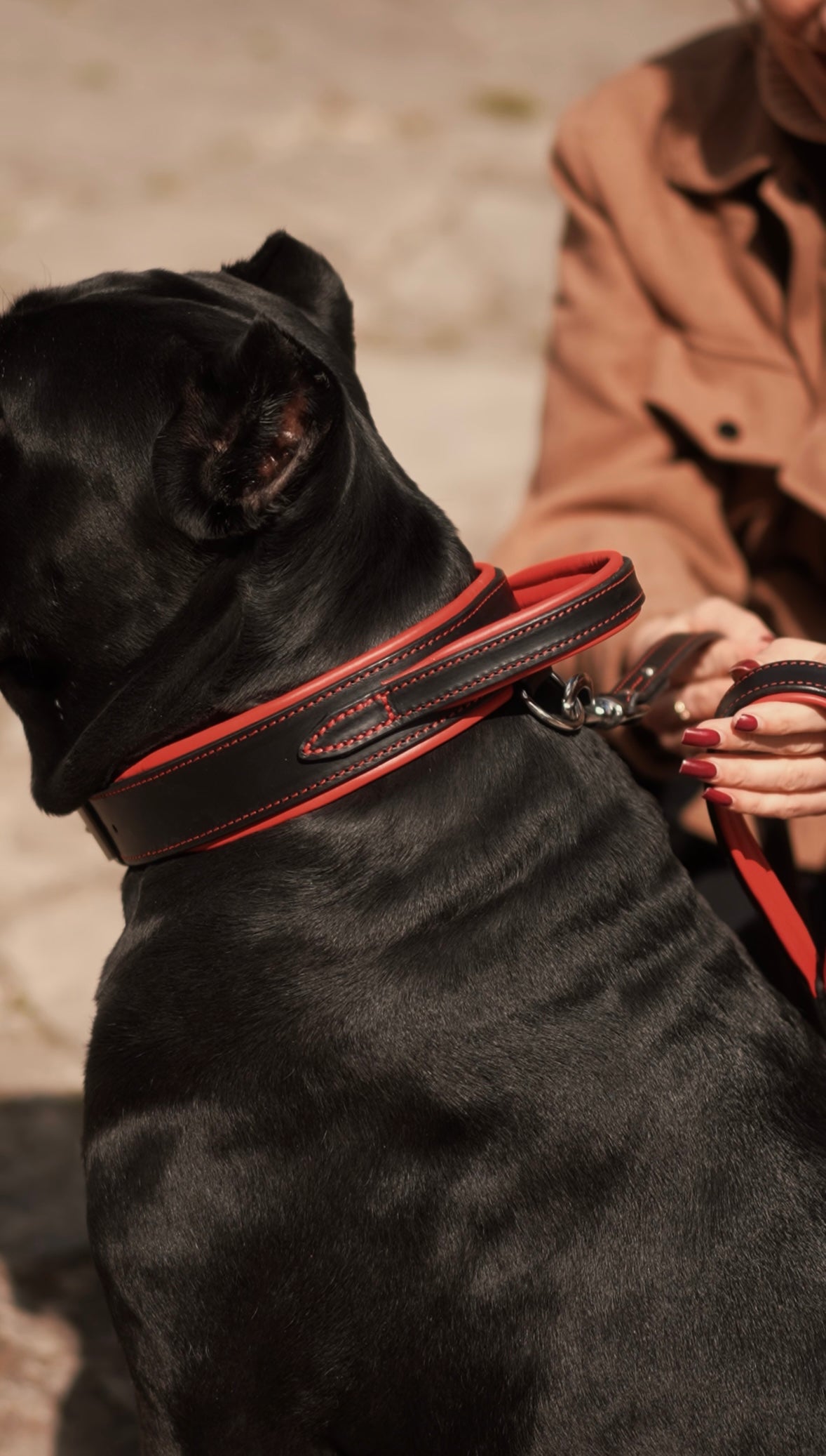 Large black dog wearing Castellar leather collar with control handle