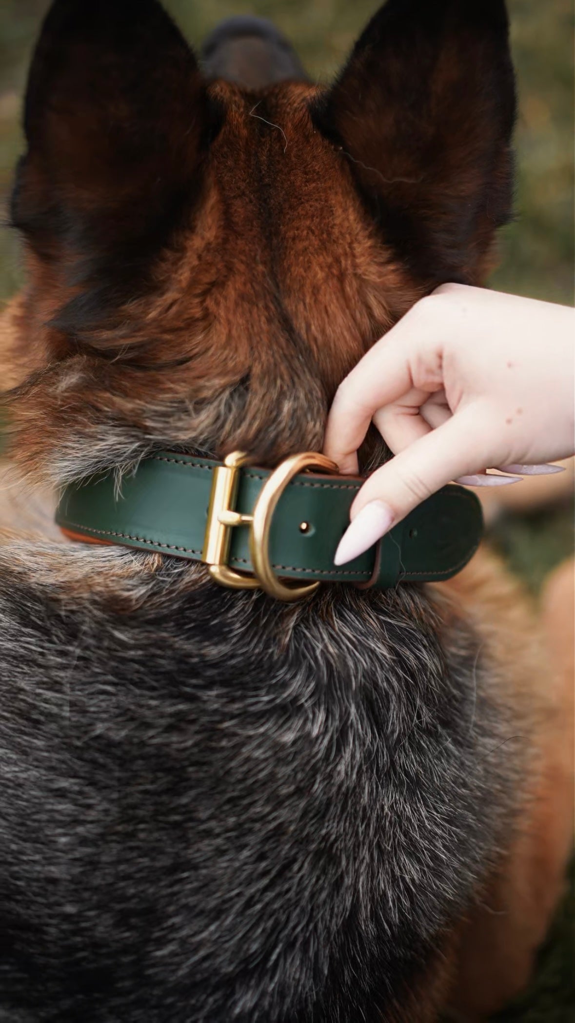 Western dog collars with conchos