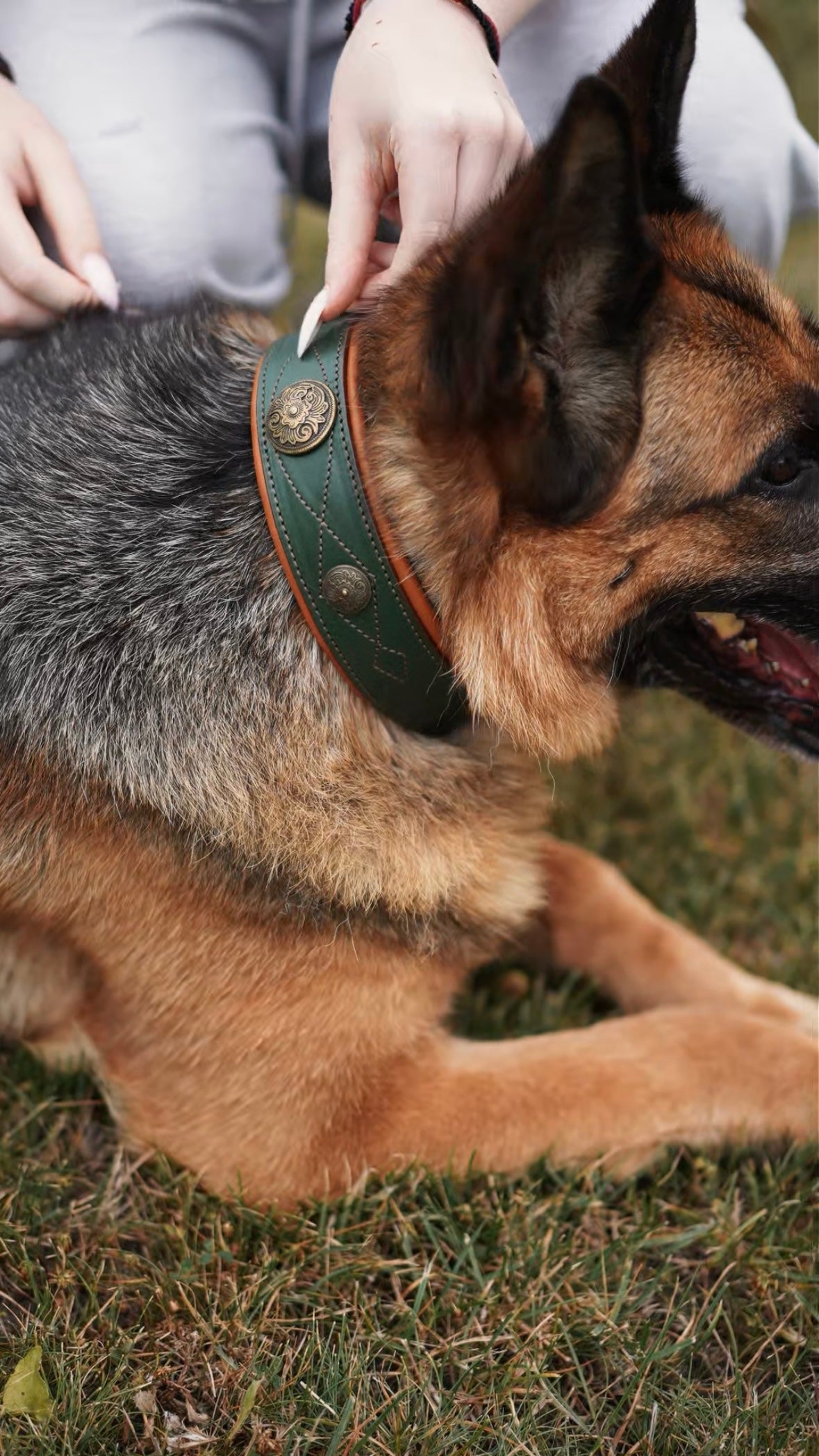 Western dog collars with conchos