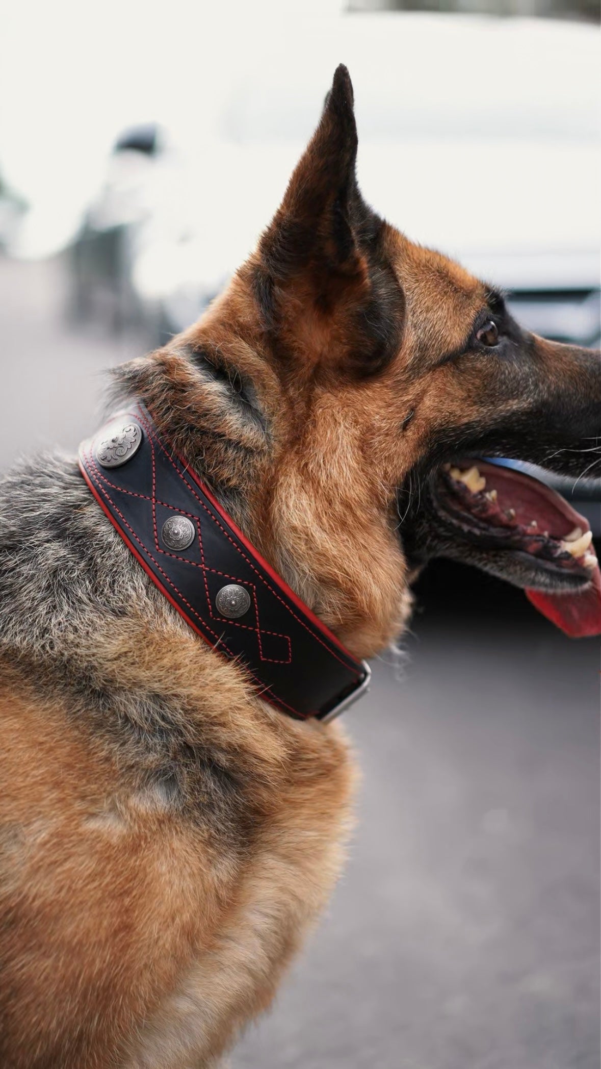 Western dog collars with conchos