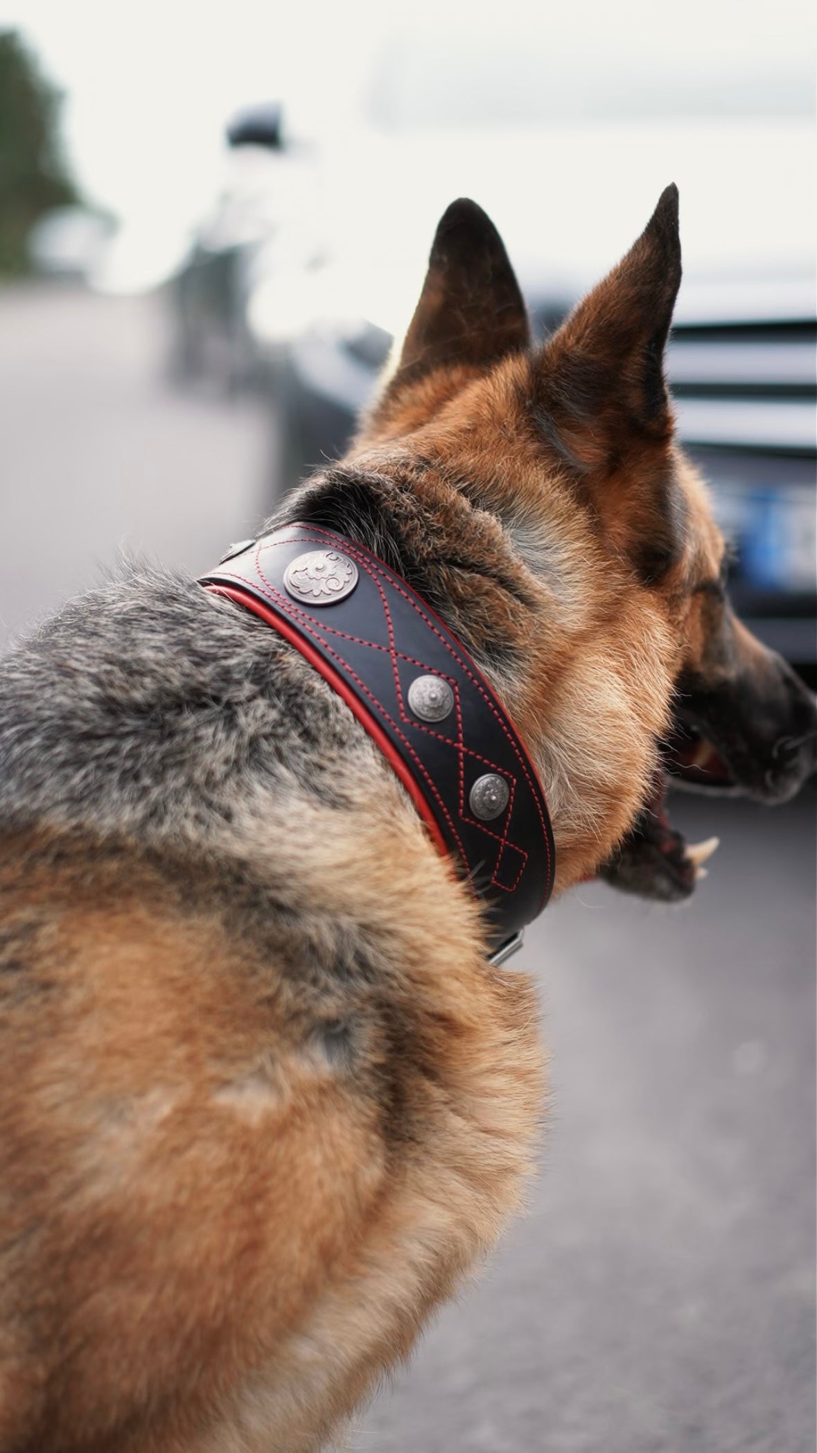 Western dog collars with conchos