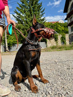Dog Muzzle and Head Collar Set, Large Dog Muzzle Near Me