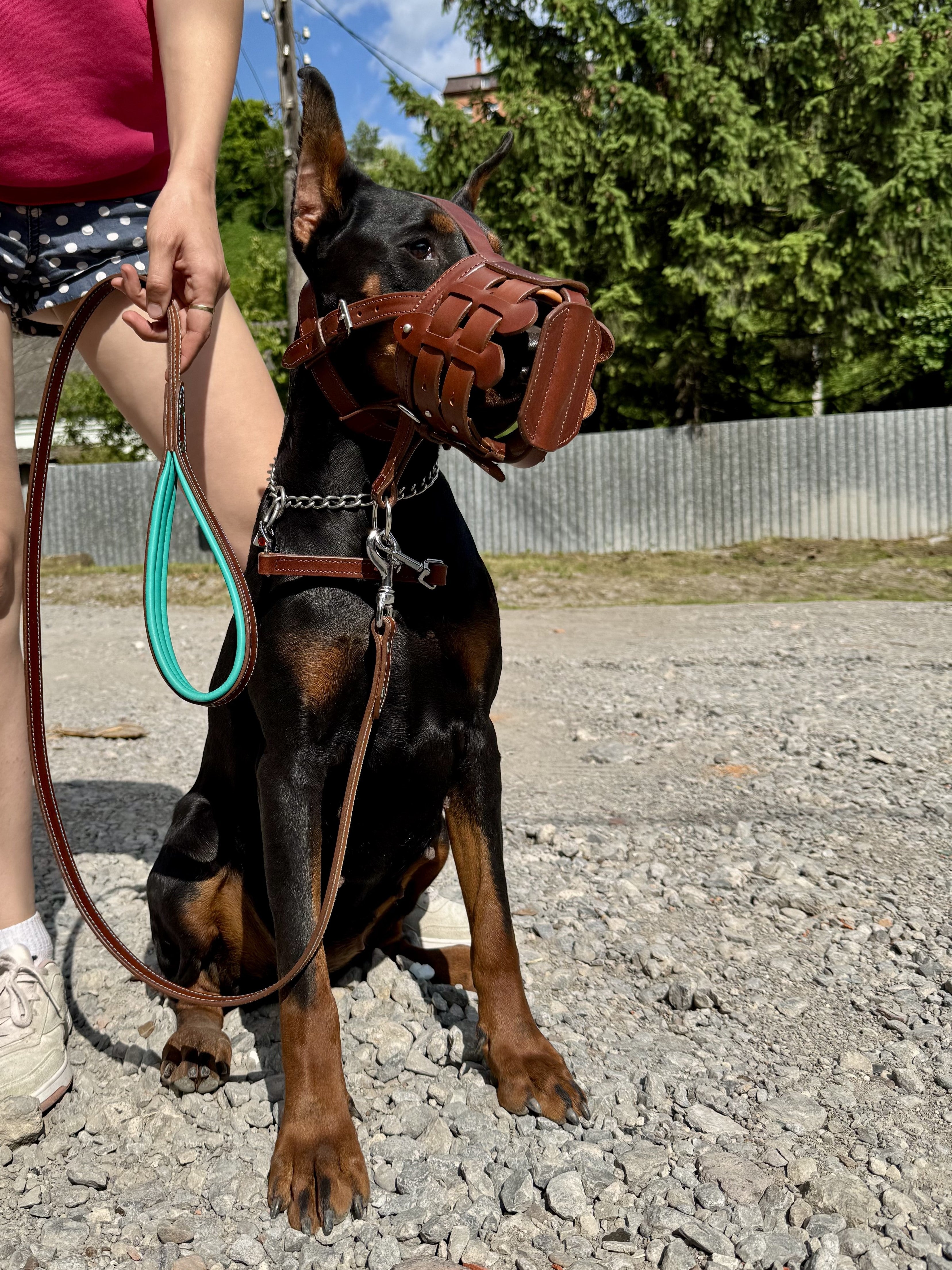 Dog Muzzle and Head Collar Set, Large Dog Muzzle Near Me